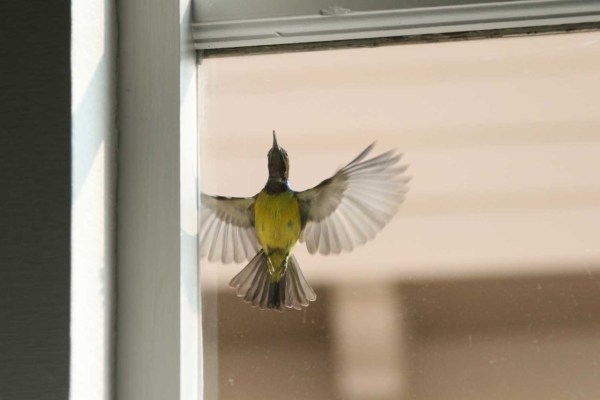 Meglio applicare le pellicole anti-collisione per uccelli all'esterno