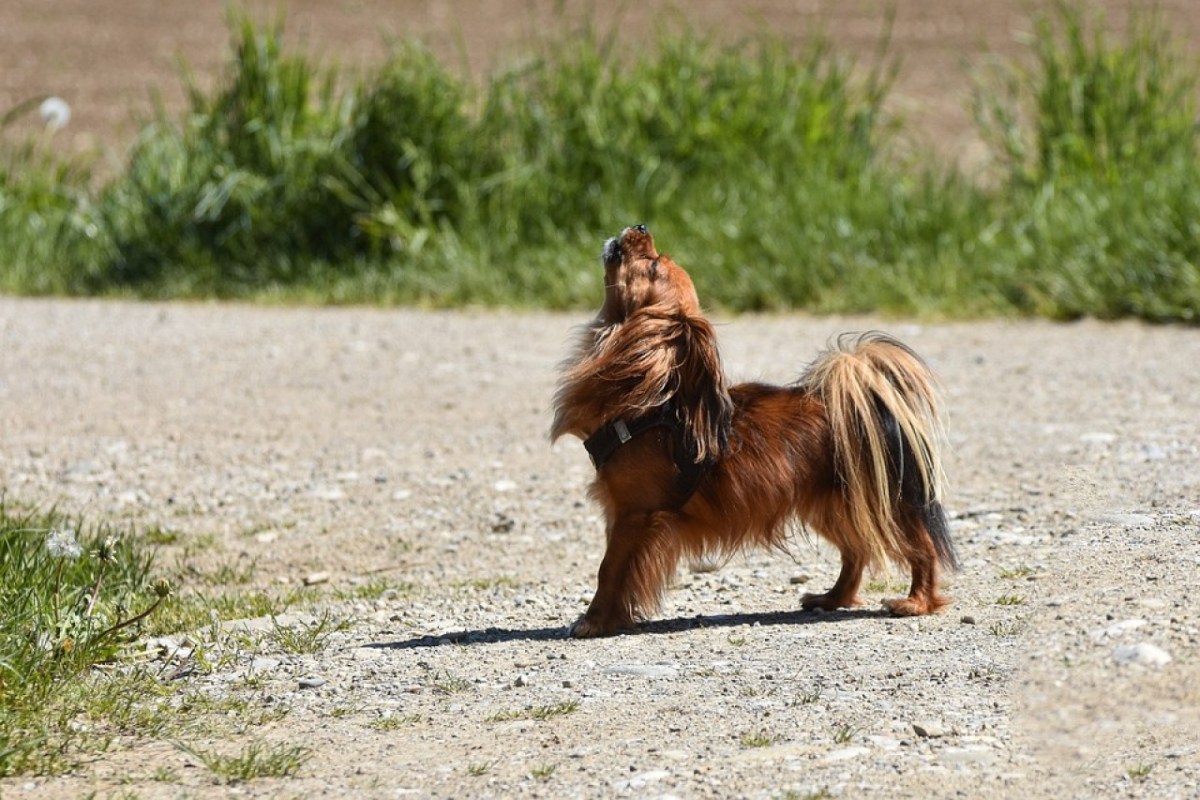 Wild beim Wild