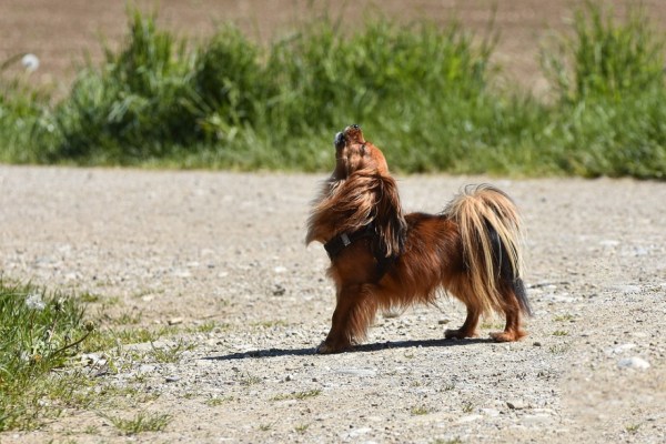 Warum heulen manche Hunde und andere nicht?