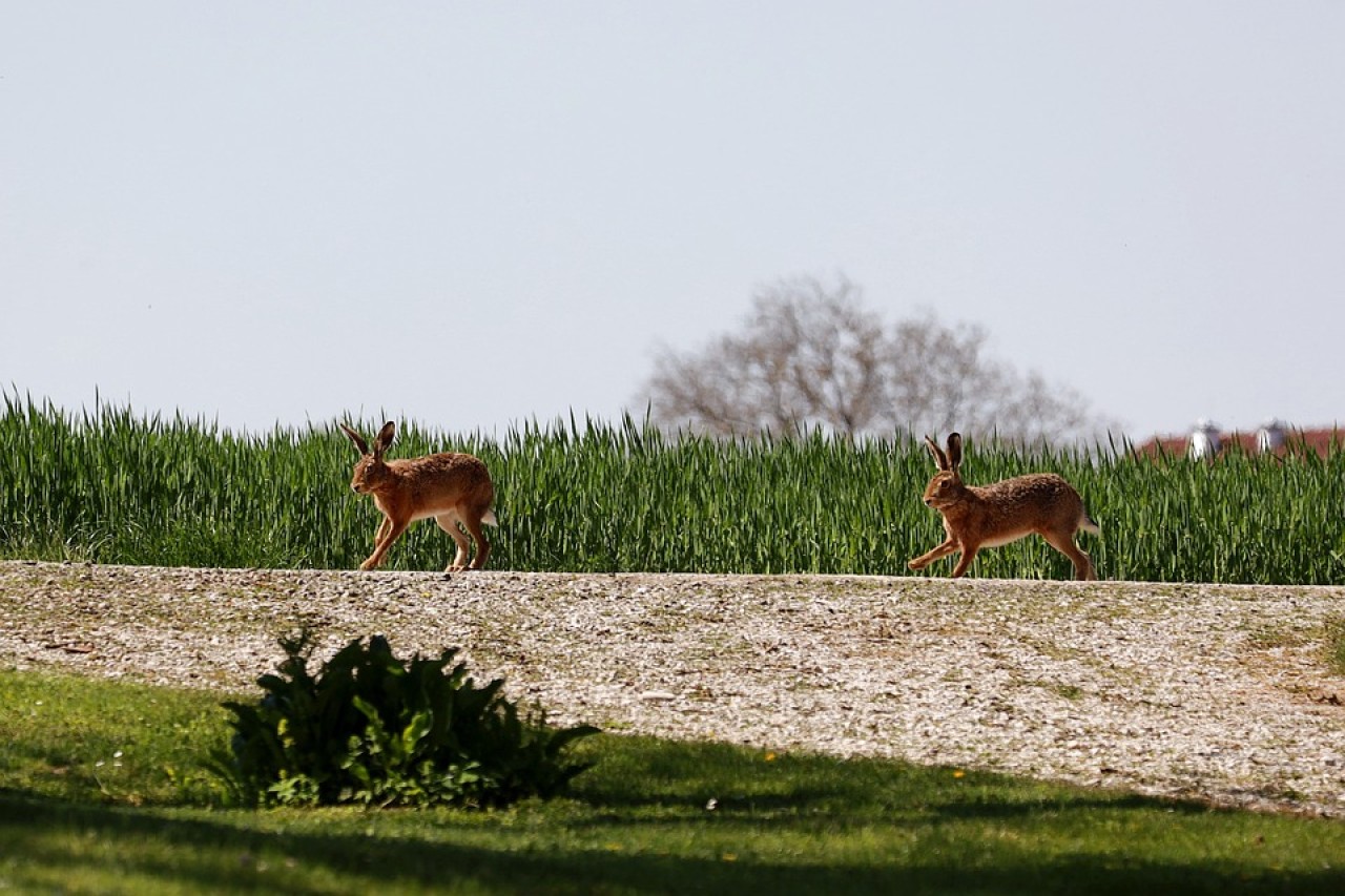 Was machen Wildtiere am Valentinstag?