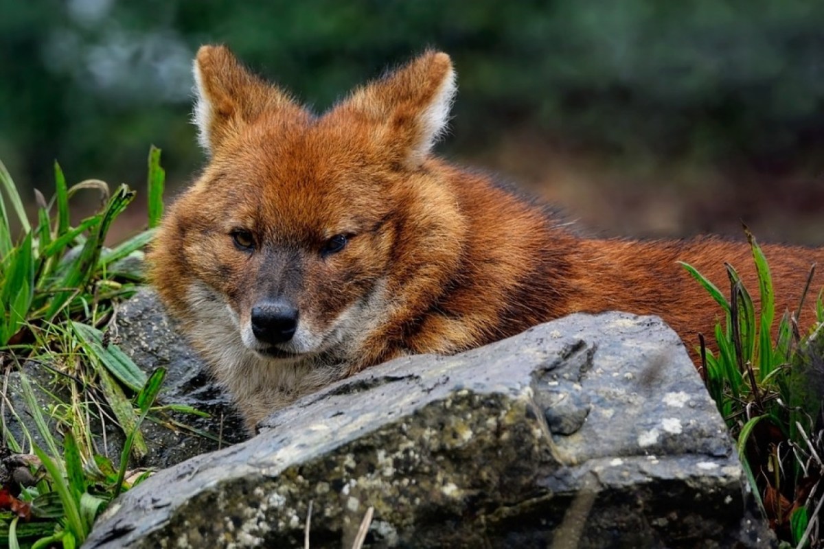 Wild beim Wild