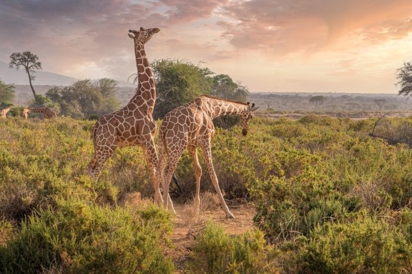 Nuova luce sulla vita sessuale delle giraffe