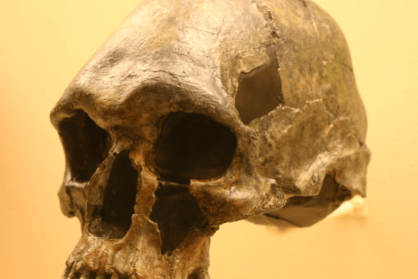 Viaggio nel tempo dell'Homo sapiens