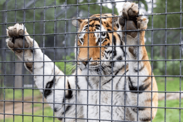 76 % der Engländer gegen Grosstiere in Zoos