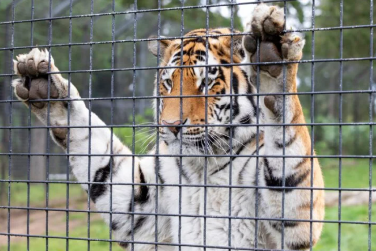 76 % der Engländer gegen Grosstiere in Zoos