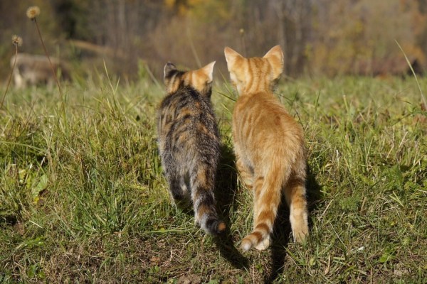 „Herbstkatzen“ jetzt kastrieren zu lassen