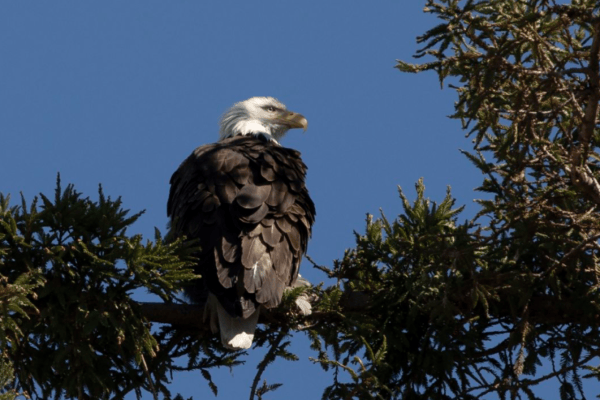 USA: Hobby-Jäger jagten geschützten Adler zum verspeisen