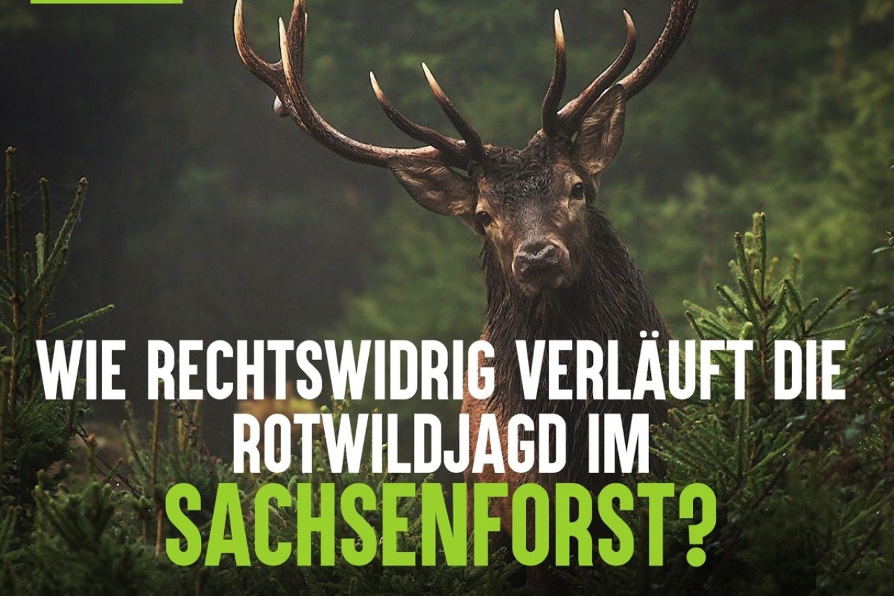 Wild beim Wild
