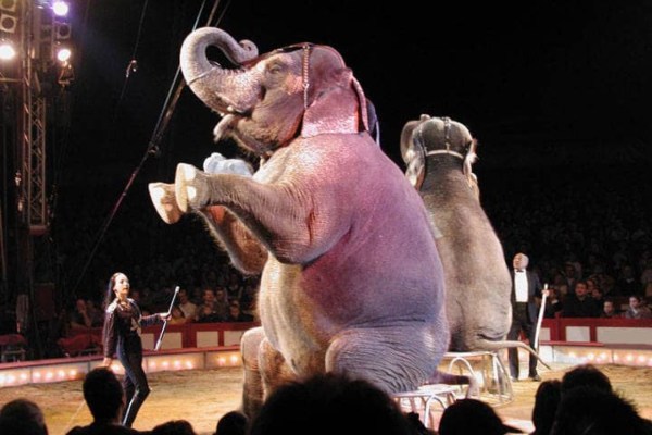 Trotz Wildtierverbot: Circus Krone geht nach Ulm