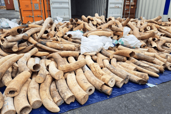 Vietnam beschlagnahmt 7 Tonnen geschmuggeltes Elfenbein