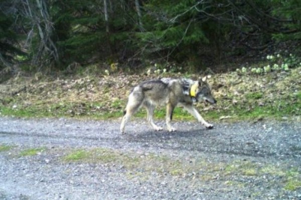 Längste bekannte Wanderung eines Wolfes in Europa