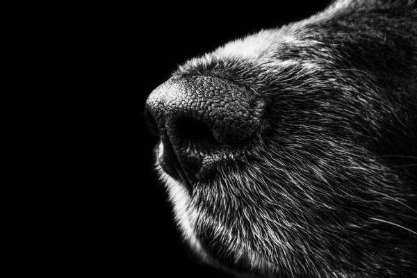 App: Nasenabdruck identifiziert entlaufene Hunde