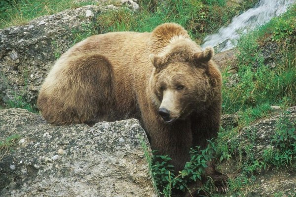 Hinweis auf Braunbär in Bayern