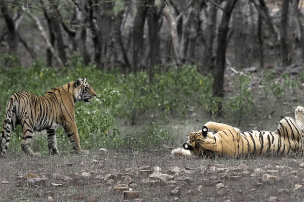 Indien: Tiger-Population steigt wieder