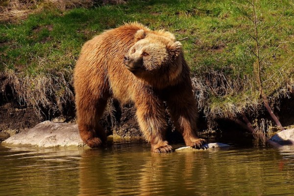 Gericht stoppt Tötung von Bärin JJ4 in Trentino