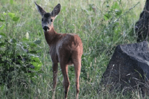 Jagd, mehr Schaden als Nutzen