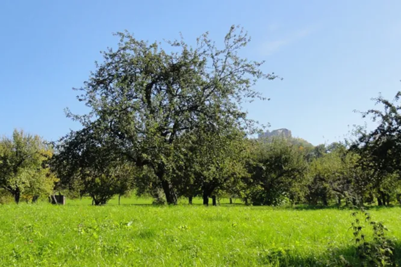 Nach nur 10 Monate Grundstück jagdfrei