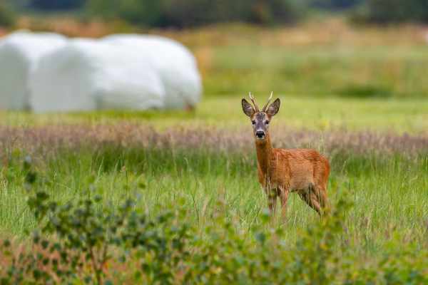 Rehe verschwinden aus Dänemark