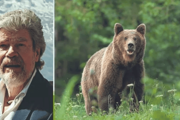 Reinhold Messner fordert Abschuss von Bären