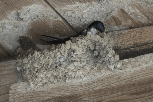 Sorgsamer Umgang mit Gebäudebrütern