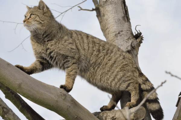 Wildkatzen – Vorsicht Verwechslungsgefahr!