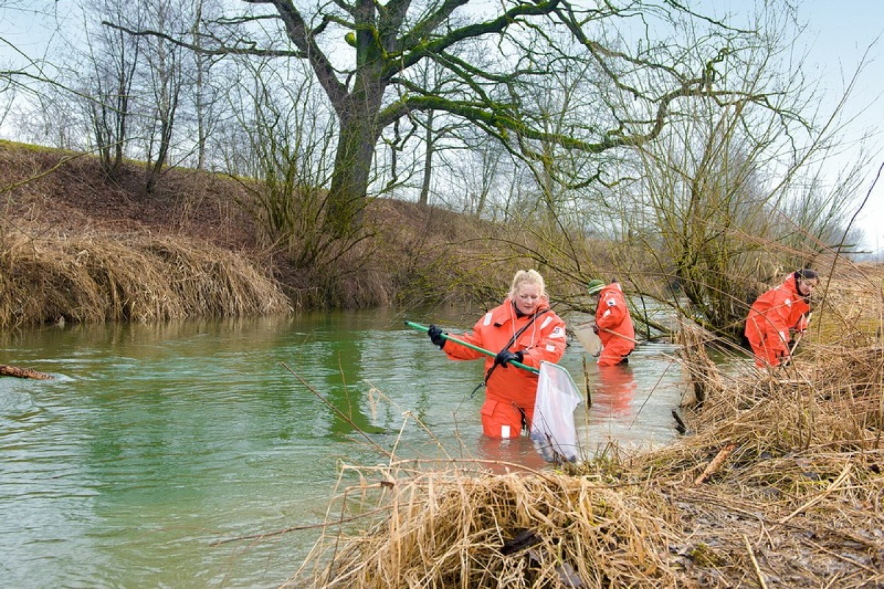 Vielfalt der Schweizer Flussfische dokumentiert