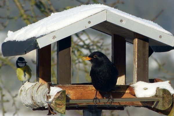Los comederos para pájaros mejoran la salud de las aves