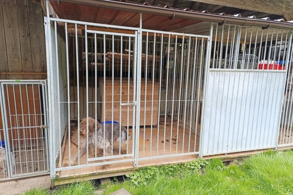 Wie Hobby-Jäger ihre Jagdhunde quälen