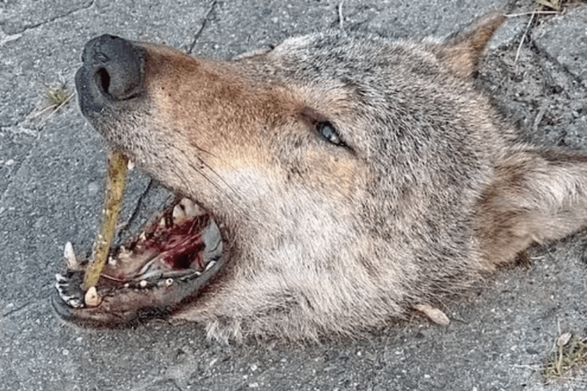 Wild beim Wild