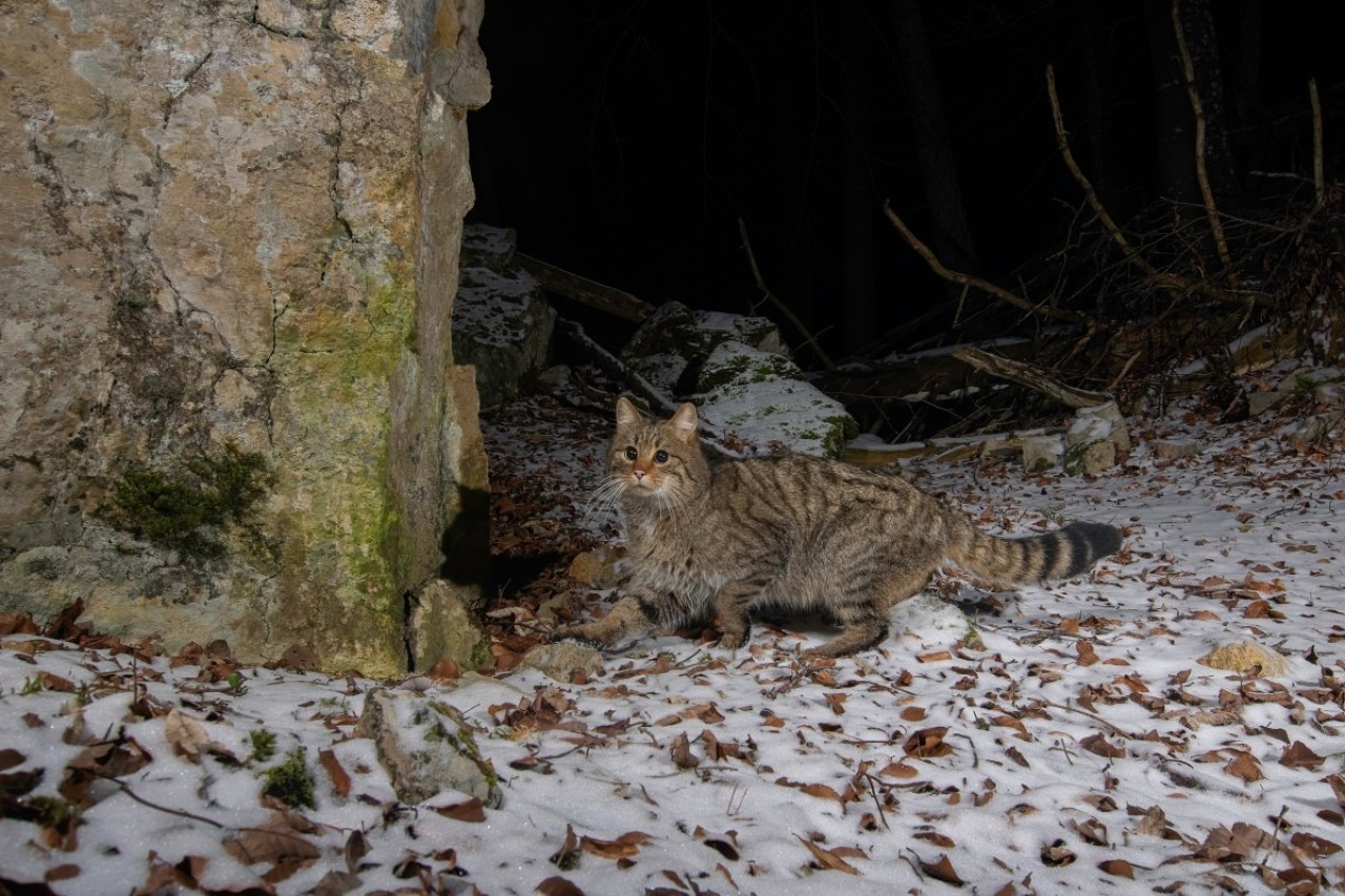 Wild beim Wild