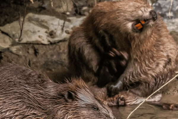 Der Biber als Biodiversitätsförderer