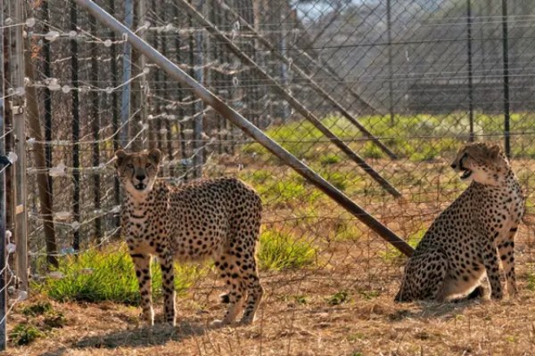 Indien: Seltene Gepardenjungen sterben in Hitzewelle