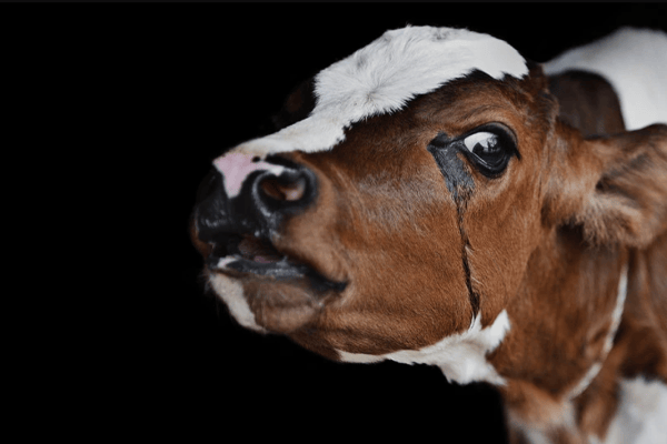 Petition: Deutschland braucht ein echtes Tierschutzgesetz