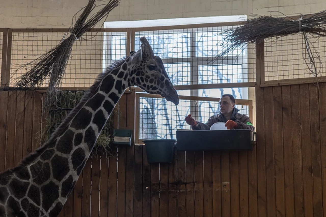 Tiere im Zoo Kiew bekommen Antidepressiva