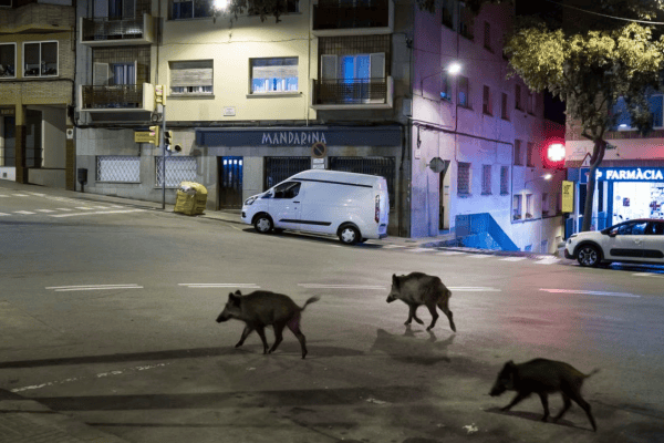 Wild boar plague in Barcelona: state of emergency