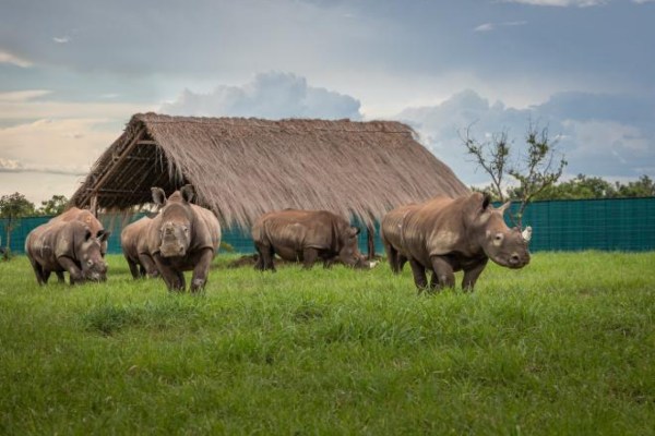 Kongo: Breitmaulnashörner kehren zurück