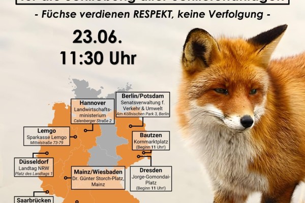 Mahnwachen: Fuchsjagd nicht tierschutzgerecht