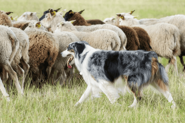 Herdenschutz wirkt: Wölfe reissen weniger Nutztiere