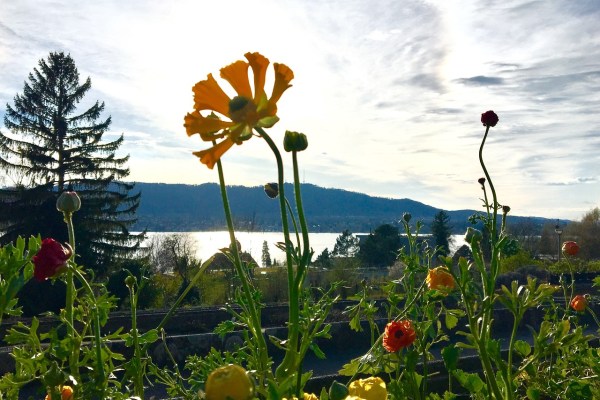 Schweiz: Eine Vision von Veganern