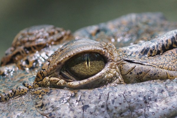 Costa Rica: Jungferngeburt eines Krokodils