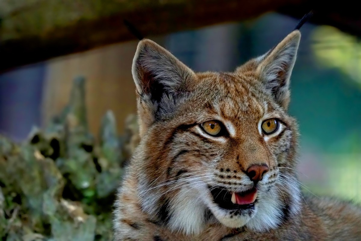 Der Luchs braucht in Europa mehr Schutz