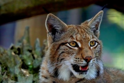 Der Luchs braucht in Europa mehr Schutz