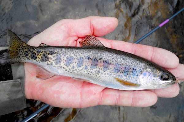 Les poissons ont des émotions : le canton des Grisons construit une pisciculture