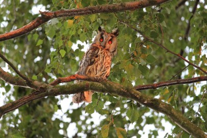 Fünf Waldohreulen erschossen Hobby-Jäger müssen vor Gericht