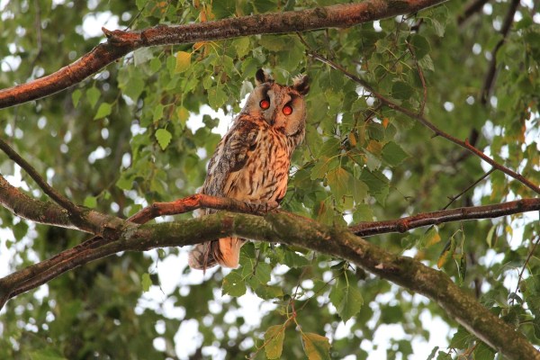 Fünf Waldohreulen erschossen: Hobby-Jäger vor Gericht