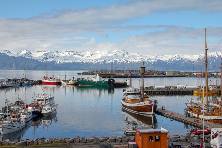 Island Walfang vorübergehend eingestellt