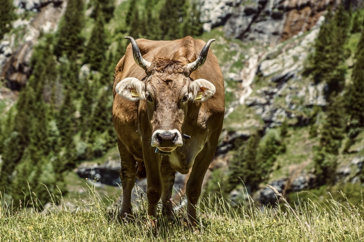 Wild beim Wild