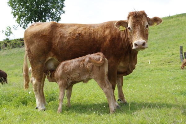 Vacas nodrizas y excursionistas: la distancia genera seguridad
