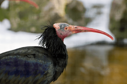 Schweiz Waldrapp brütet zum ersten Mal seit 400 Jahren
