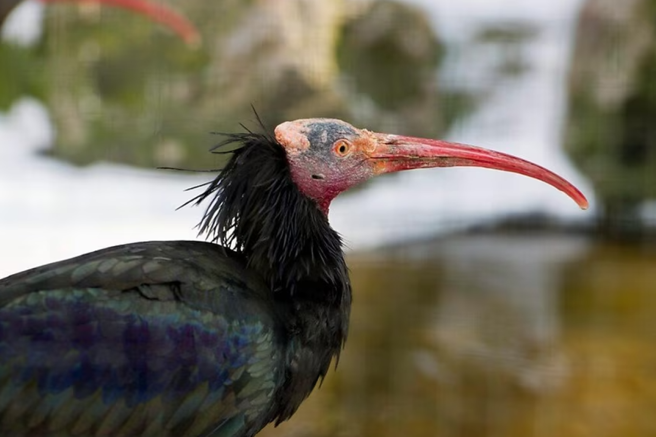 Schweiz Waldrapp brütet zum ersten Mal seit 400 Jahren